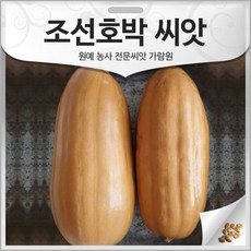 조선호박 씨앗 호박 씨앗 호박씨 토종 재래종 30알, 1개