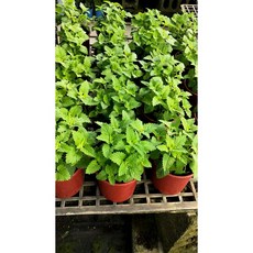 花花世界-香草植物白花貓薄荷-貓穗草/5吋盆/高15-30cm/貓咪最愛 葉大 較直立 驅蚊香草植物, 1個