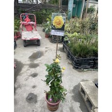 霏霏園藝玫瑰 慢性品種