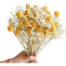 天然乾燥花束 黃金球 適用居家擺件與贈禮, 黃金球金槌花乾花花束裝飾擺件真花插花乾燥永生花尤加利葉滿天星