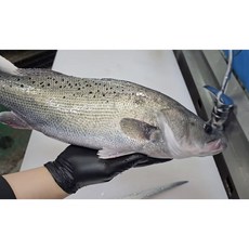 자연산 반건조 농어 실중량2kg 4kg 농어구이 점농어구이 농어스테이크 피시소스농어튀김 칠리농어 농어구이, 2kg*1, 1개, 2kg