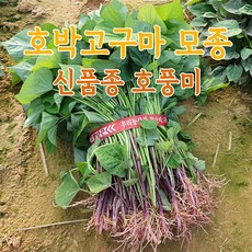 우수 신품종 호풍미 호박고구마 모종 순 종순 싹 종자등록 해남농장 직영 출고, 1박스, 호풍미고구마모종 3kg