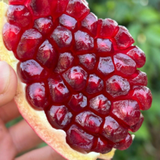 [프리미엄 직수입] 생 석류 생과 고당도 제철 선물용, 1개, 중과 2.5kg (6~7과)