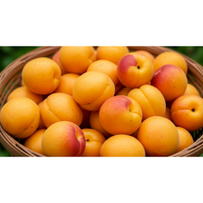 [하우스 살구] 제철 꿀맛 살구 자연숙성 당일수확 산지직송, 1개, 2kg