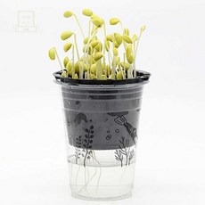 스토어-이유 콩나물키우기 한컵 콩나물 재배 체험 키트