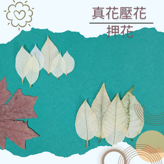 染色押花葉材 真花 手作素材, 聖誕紅苞葉-米白