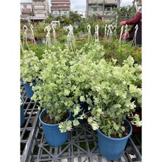 開花奧勒岡特價一棵150元，盆栽植物，香草植物，庭院裝飾，易於種植，美化環境
