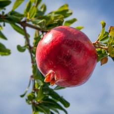 달달과수원 달콤하고 맛있는 미국산 생 석류 5kg 특품 여성선물추천, 2박스