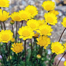 노랑데이지 (멀티콜옐로우) 씨앗 소포장 대포장, 1개, 20립 소포장