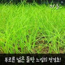 [미초] 미니 헤어 재팬 (약 25 & 50뿌리) / 전경수초 / 초보자 수초 / 어항 수초, 50개