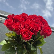 월수금 배송출발 화목토도착 김해생화(꽃공동구매) 쨍한장미 빨강장미 생화택배 인터넷 꽃, 10송이