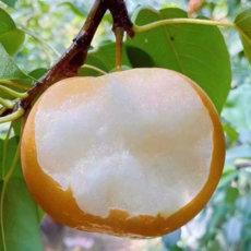 한정특가 시원아삭 꿀당도 GAP인증 나주배, 1박스, 3kg(대과)