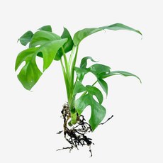 글라스가든 뿌리 흙 세척 히메 몬스테라 1뿌리 수경재배 수중 실내공기정화 키우기 쉬운 식물 키우기, 5개