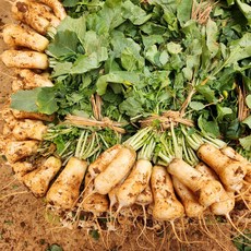 국산 황토 알타리무 총각무 달랑무, 1단[2kg 내외]