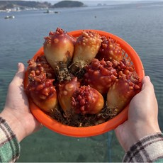국내산 활 멍게 통멍게 2kg + 1kg 총 3kg (가성비) / 2세트 구매시 초장증정, 1개