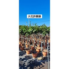 霏霏園藝四季開許願藤5-6年苗 綠意盎然 輕鬆打造居家清新風格, 1個