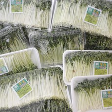 무순 150g 무싹 새싹무 무새싹 /당일수확/농가배송, 10개