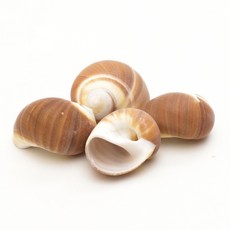 오꿈 조개모형 조개껍데기 100g, B17 타공조개껍질 갈색고둥 (4입), 1개