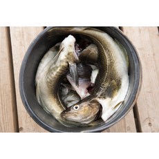 수라한상 동해안 생대구 생선 대구, 1개, 3kg(1-3미)