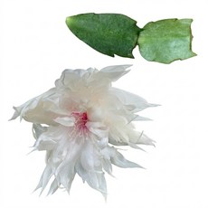 수입게발 009 커팅 화려한 꽃 게발선인장 공기정화식물, 단일, 1개