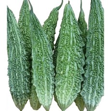 野菜部屋 K21 小綠山苦瓜種子 早生品種 產量高 質量穩定, 1包