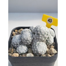 [가람다육] 희춘성 선인장, 1개, 희춘성43