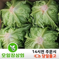 < 오일장 상회 > 국내산 양상추 업소용 벌크 12통이상, 1박스, 7kg