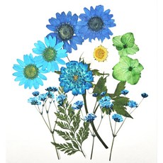 압화 압화종합팩 압화종합팩 50 불루 압화공예 솔체압화