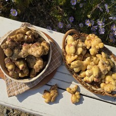 국내산 햇 생강 흙 세척 생강 신선한 알뜰 특품 대용량 영주 봉화, 세척생강 알뜰, 500g, 1개, 세척생강 알뜰 500g