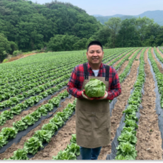 청년야채가게 [아삭] / 진공예냉처리 아삭양상추 / 깐양상추(식자재용), 4kg, 1박스