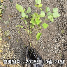 충주원예조경 / 헛개나무 / 연결포트