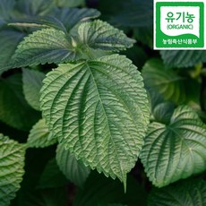 유기농 추부 깻잎, 1세트, 1kg