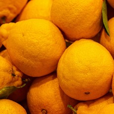 스노윅 비자림 한라봉 프래그런스 오일 100ml, 1개