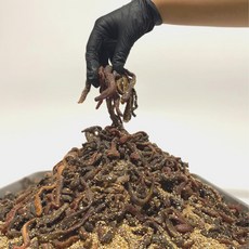 혼무시 대용량 염장미끼 밑밥 원투 낚시 홍거시 홍무시 참갯지렁이 바다낚시미끼 감성돔, 1개, 22g