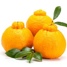 제주 노지 한라봉 가정용, 1개, 4.5kg(중과)