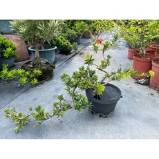 伍寶園藝木藝 羅漢松特別品種:橘心珍珠 (盆栽 居家綠植 淨化空氣)