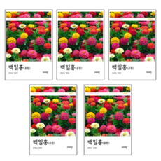 백일홍(혼합) 씨앗 200립, 5개