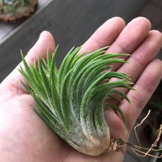 空氣鳳梨華美露拉小精靈 泰國進口 免土壤易照料 點綴居家辦公空間 提升空氣品質, 1個