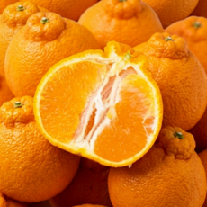 고씨하루방농장 당도보장 초특가 제주 한라봉, 1박스, 대과 3kg