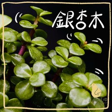 歪皮植物 銀杏木 幸運樹 觀葉植物 多肉植物 小品植物 居家植物 室內植物 新手植物 辦公室植物 雨林植物, 1個