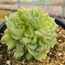 [신화다육농장]4천원부터!총 38종모두 한곳에서보세요 이쁜다육모음 저렴하게 보세요. 국민다육/이쁜다육/다유기/인테리어식물, 1세트, 8.말간