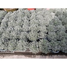 霏霏園藝 臺灣芙蓉 / 日本芙蓉，7吋盆栽，定價140元, 1個