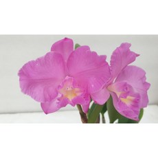 [신라난농원]카틀레야.정통 원조 크리스마스 로즈.예쁜 핑크색.꽃이너무예뻐요.좋은향.인기품종.고급종.재입고.필독뒷사진참고, 1개