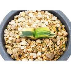 와우금 실생 동일품-260319 아프리카식물 코덱스 멸종위기 희귀선인장