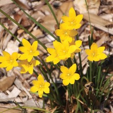 제피란사스 샤프란 시트리나, 1개