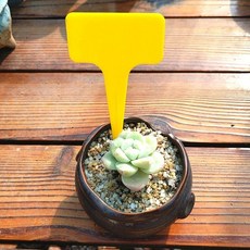 식집사 화분 노랑 네임택 식물 라벨 나무표지 정원용품, 없음