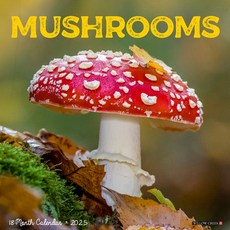 (영문도서)Mushrooms 2026 12 X 12 Wall Calendar Spiral, Willow Creek Press Calendars, English, 9781549252068