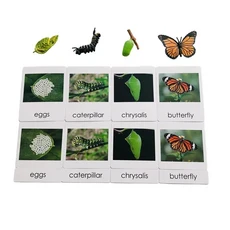 Butterfy Montessori 생물학 재료의 수명주기 교육 게임 문화 학습 장난감 어린이를위한 조기 장치, 03 Cards with Models