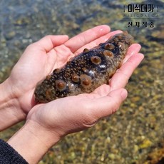 통영 자연산 생물 활 해삼, 2개, 500g
