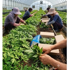 국내산 나주 산지직송 당귀순/잎당귀(장아찌 쌈채소용) 0.8~1kg 박스포함 알뜰농장, 1박스, 1개